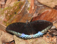 Lexias dirtea merguia