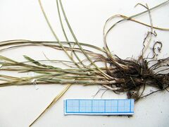 Carex longirostrata