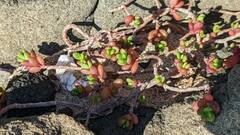 Portulaca psammotropha