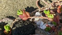 Portulaca psammotropha