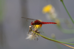 Crocothemis servilia mariannae