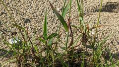 Digitaria sericea