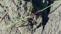 Digitaria sericea