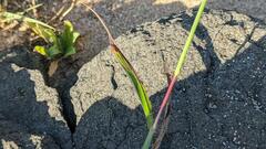 Digitaria sericea