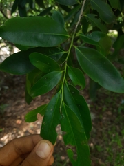 Diospyros affinis