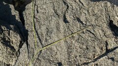 Digitaria sericea