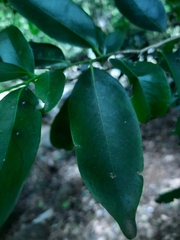 Diospyros affinis