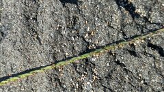 Digitaria sericea