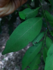 Diospyros affinis