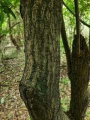 Diospyros affinis