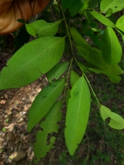Diospyros affinis