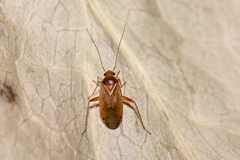 Pinalitus rubricatus