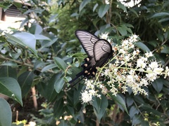 Byasa alcinous alcinous