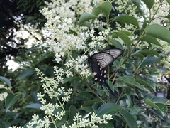 Byasa alcinous alcinous