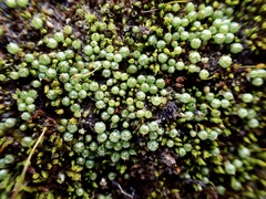 Goniomitrium acuminatum