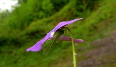 Viola cornuta