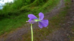 Viola cornuta