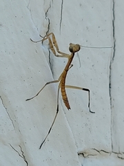 Stagmomantis carolina