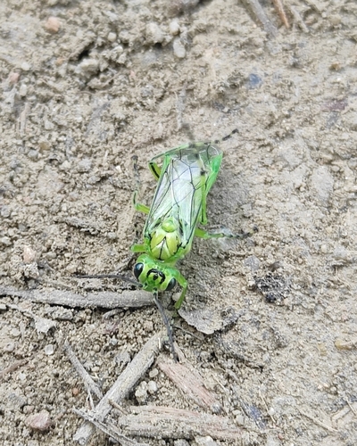 Rhogogaster sibirica · iNaturalist