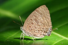 Arhopala athada