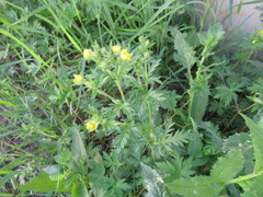 Potentilla tergemina