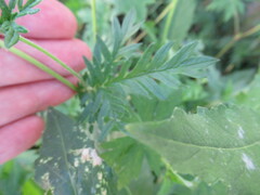 Potentilla tergemina
