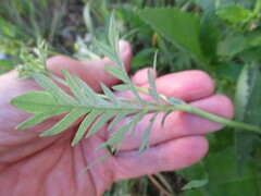 Potentilla tergemina