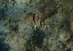 Apogonichthyoides pharaonis