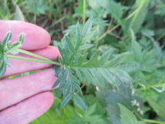 Potentilla tergemina