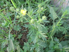Potentilla tergemina