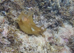 Aplysia depilans