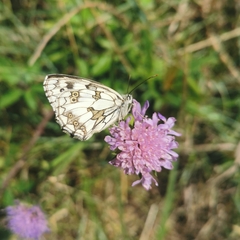 Melanargia galathea