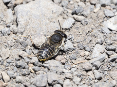 Megachile canariensis