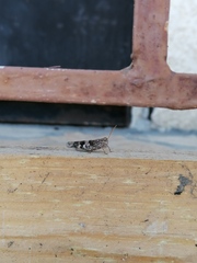 Oedipoda germanica