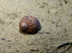 Naticarius stercusmuscarum