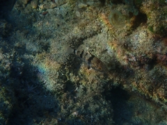 Apogonichthyoides pharaonis