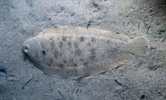 Sole photo 4