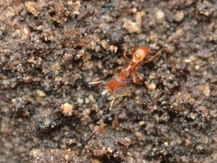 Strumigenys membranifera