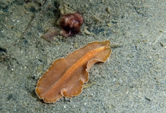 Yungia aurantiaca