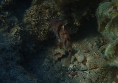 Apogonichthyoides pharaonis