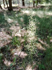 Poa nemoralis