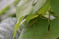 Tarachomantis