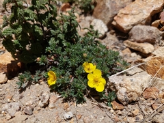 Dasiphora dryadanthoides