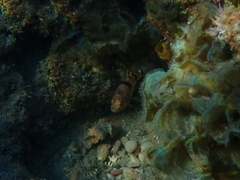 Apogonichthyoides pharaonis