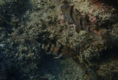 Apogonichthyoides pharaonis