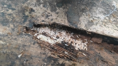 Anoplolepis gracilipes