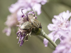 Eudolycoris alluaudi