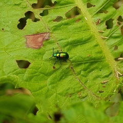 Gastrophysa viridula