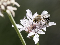 Colletes dimidiatus