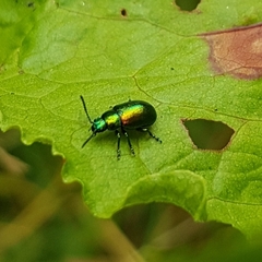 Gastrophysa viridula